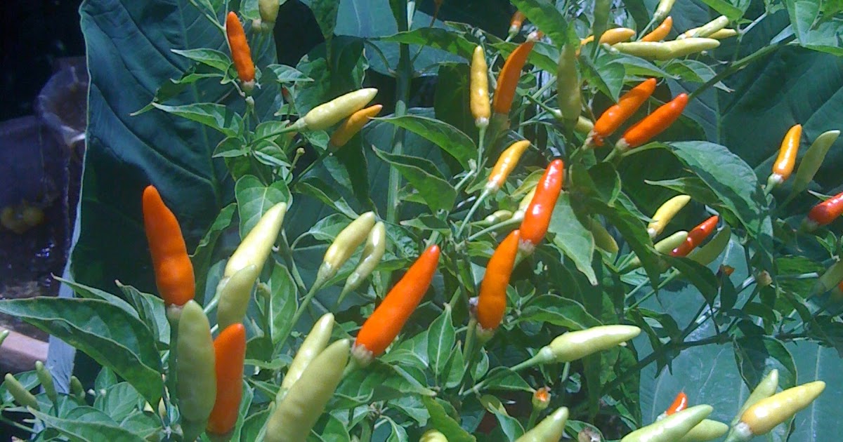 Live Love Kauai Hawaiian Chili Pepper Chicken Recipe