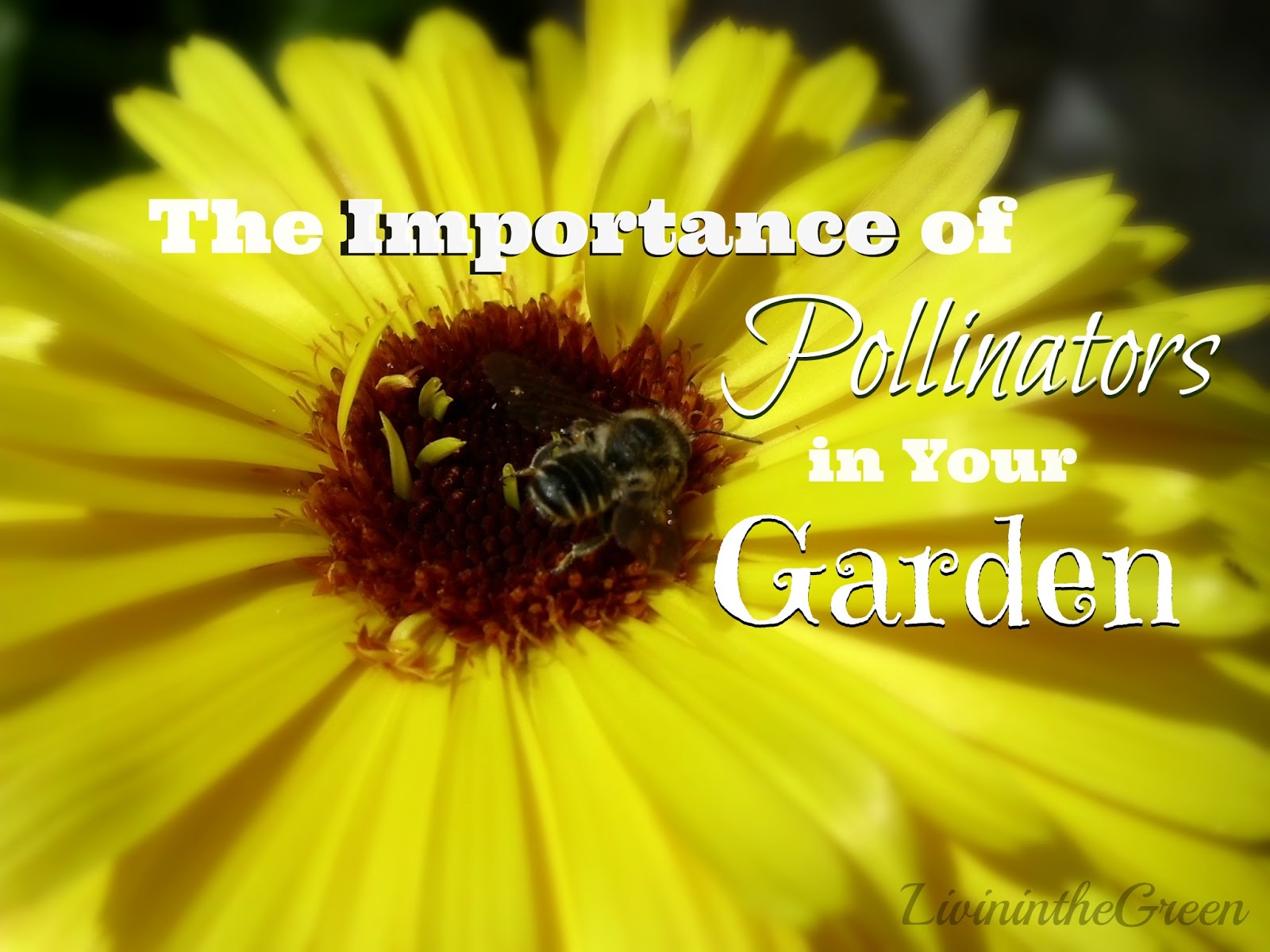 Livin' In The Green The Importance of Pollinators in Your Garden
