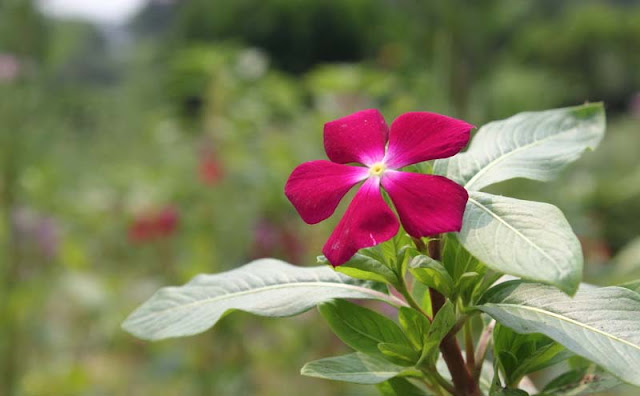 Vinca Flowers Pictures