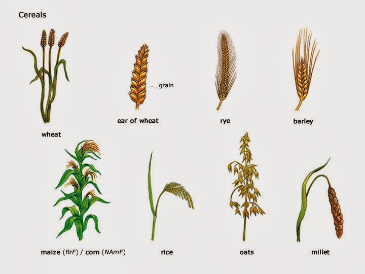 The English Cubby Types of Plants