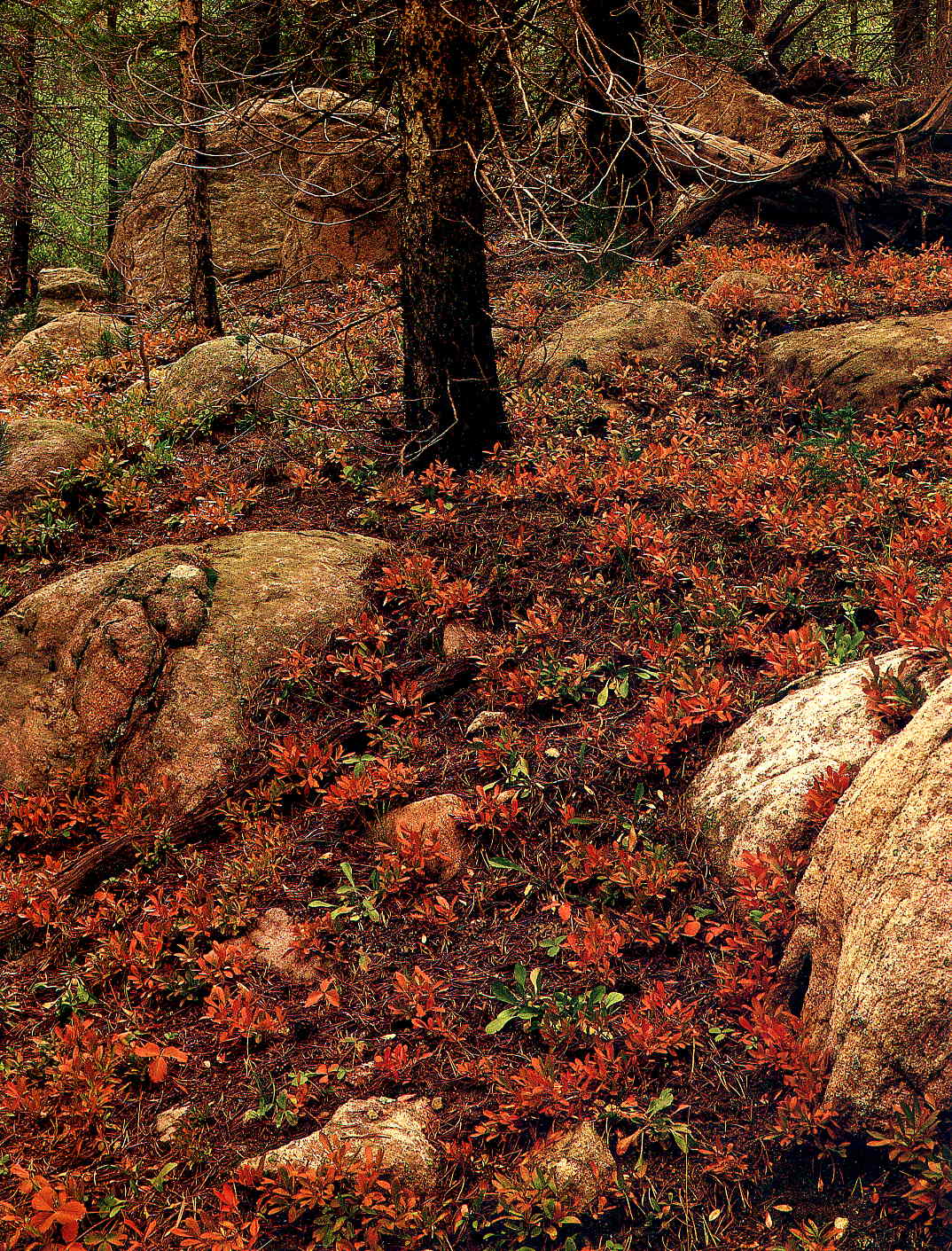 THE PHOTOGRAPHY FILES Eliot Porter