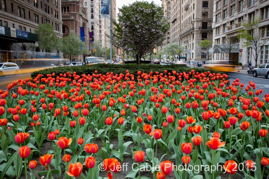 Jeff Cable's Blog New York in Spring Time From Park Avenue to