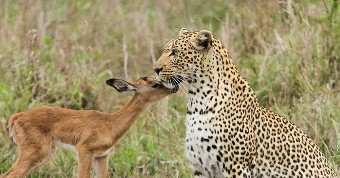 Cat Around Africa Game Cat Around Africa Game