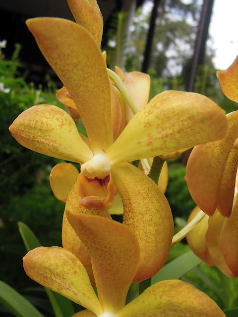 singapore botanic gardens national orchid garden singapore