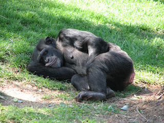 Gambar simpanse tidur