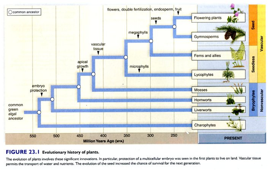 A Debate with an Atheist The Story of Creation (14