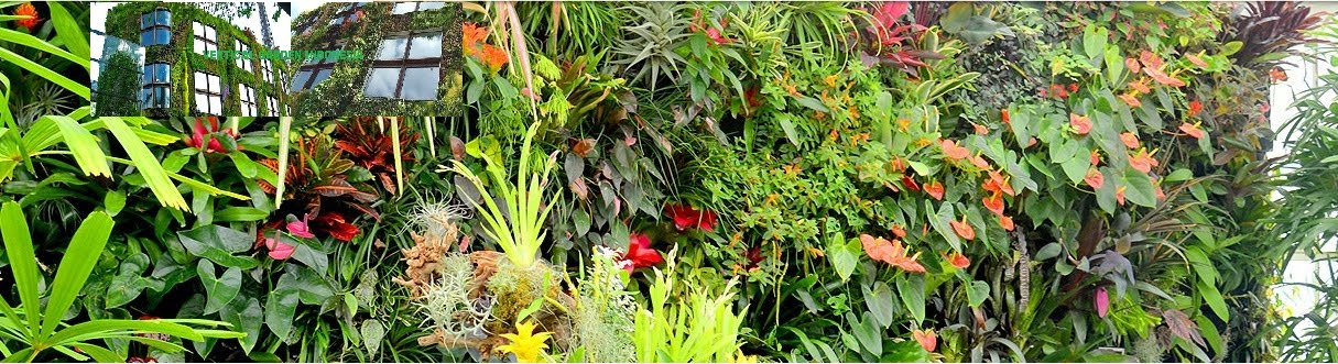 VERTICAL GARDEN JAKARTA : TANAMAN UNTUK TAMAN VERTIKAL MURAH