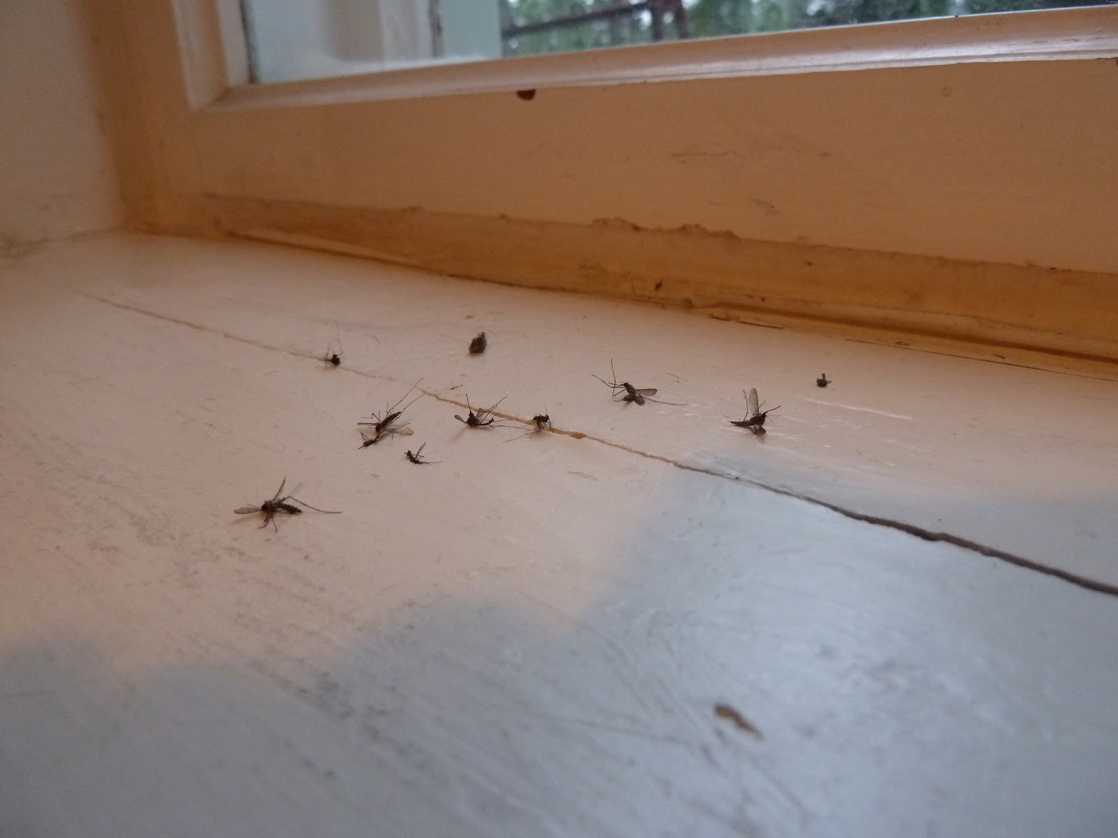 Livet enligt jenny: juli 2013