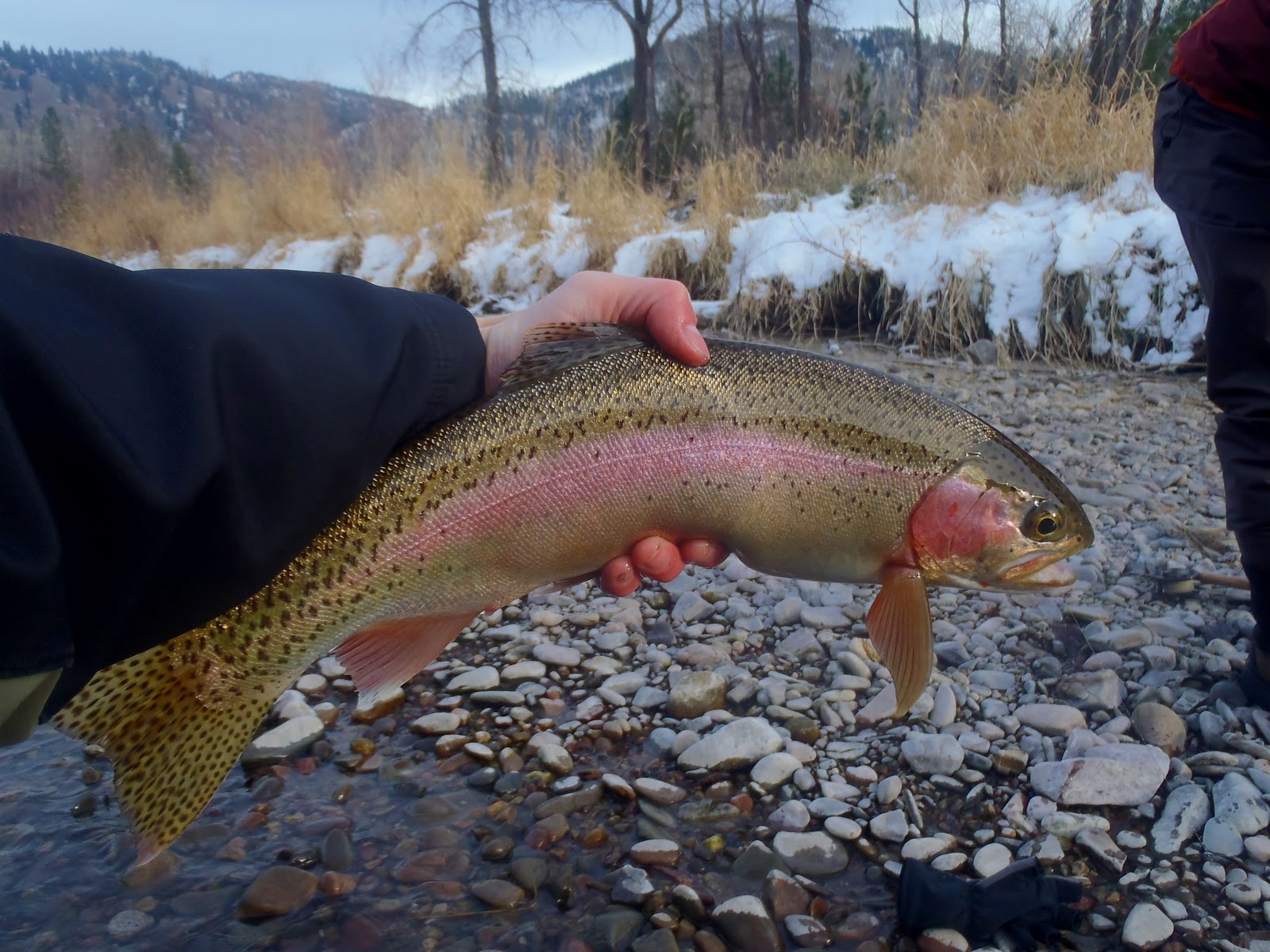 Fly Fishing Life Clark Fork