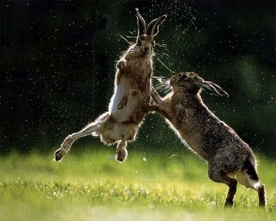 Imagenes de conejos.. conejos+peleando+muy+lindos Imagenes de conejos..