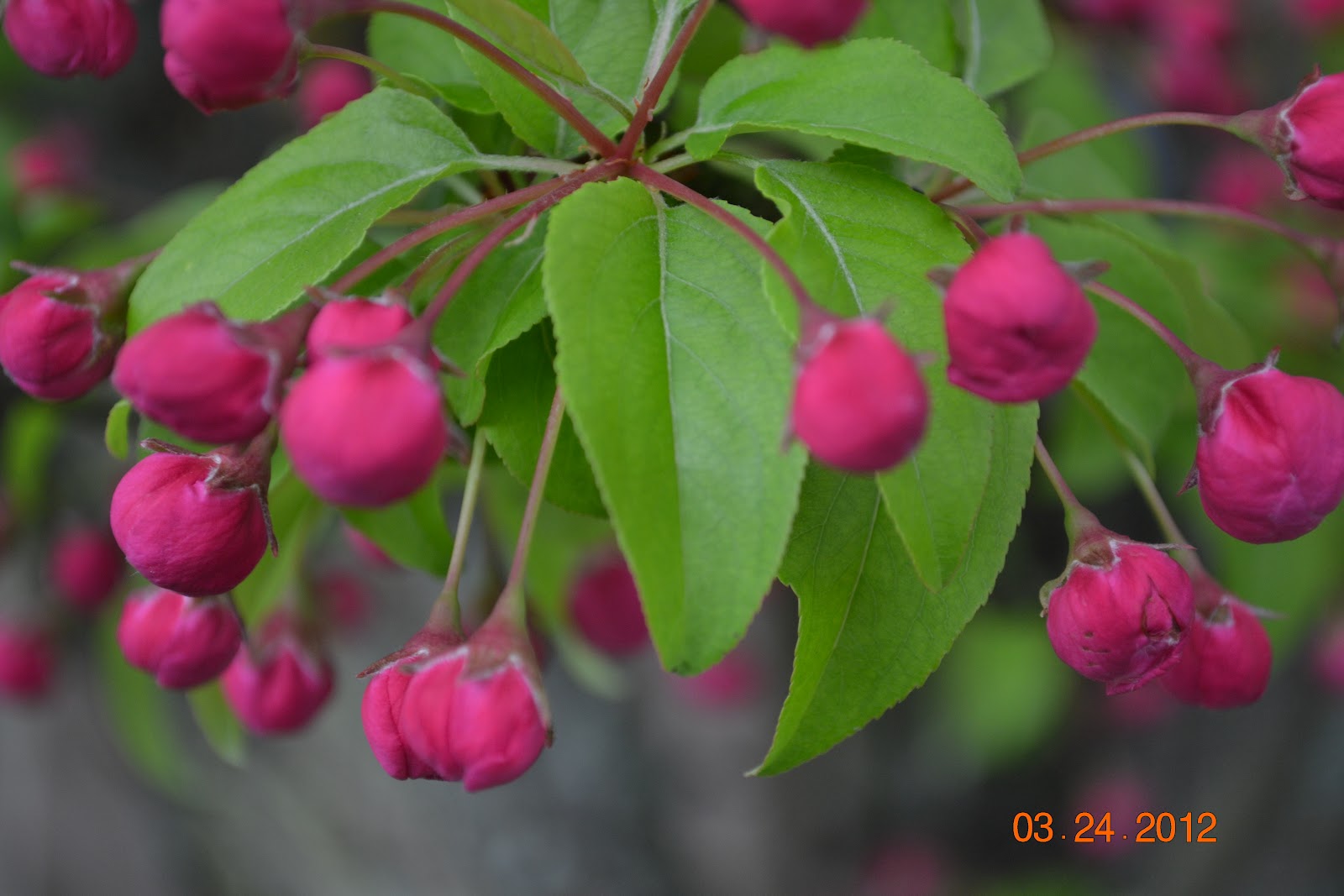 Spice Up your Life Crab Apple in Bloom