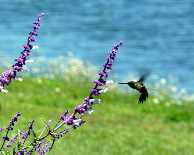 A Guide To Northeastern Gardening 18 Summer Blooming Shrubs For