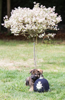 A puupy sat next to a police helmet in the garden