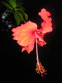Puerto Viejo Flower