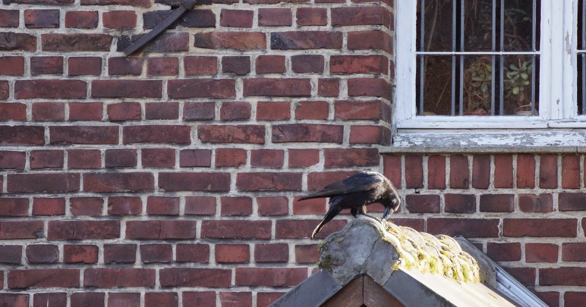 Clarissa Johal Paranormal Wednesday Familiars