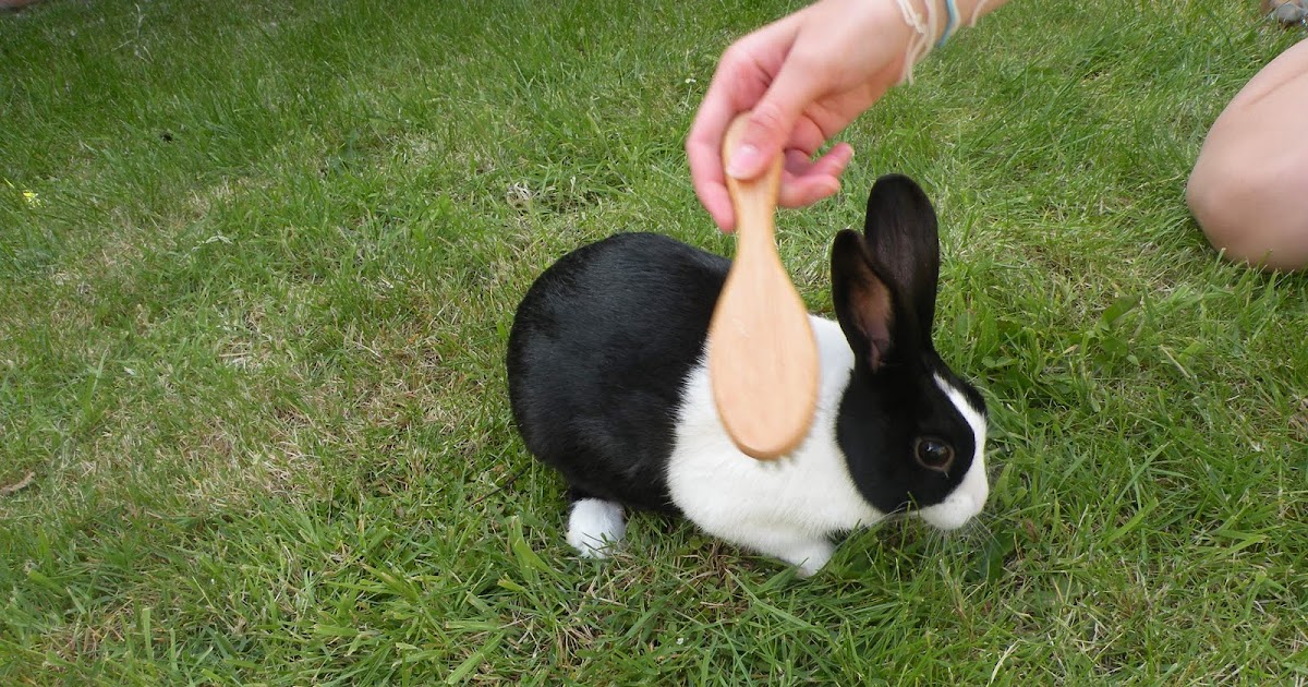 The Rabbits Blog Grooming your Rabbit