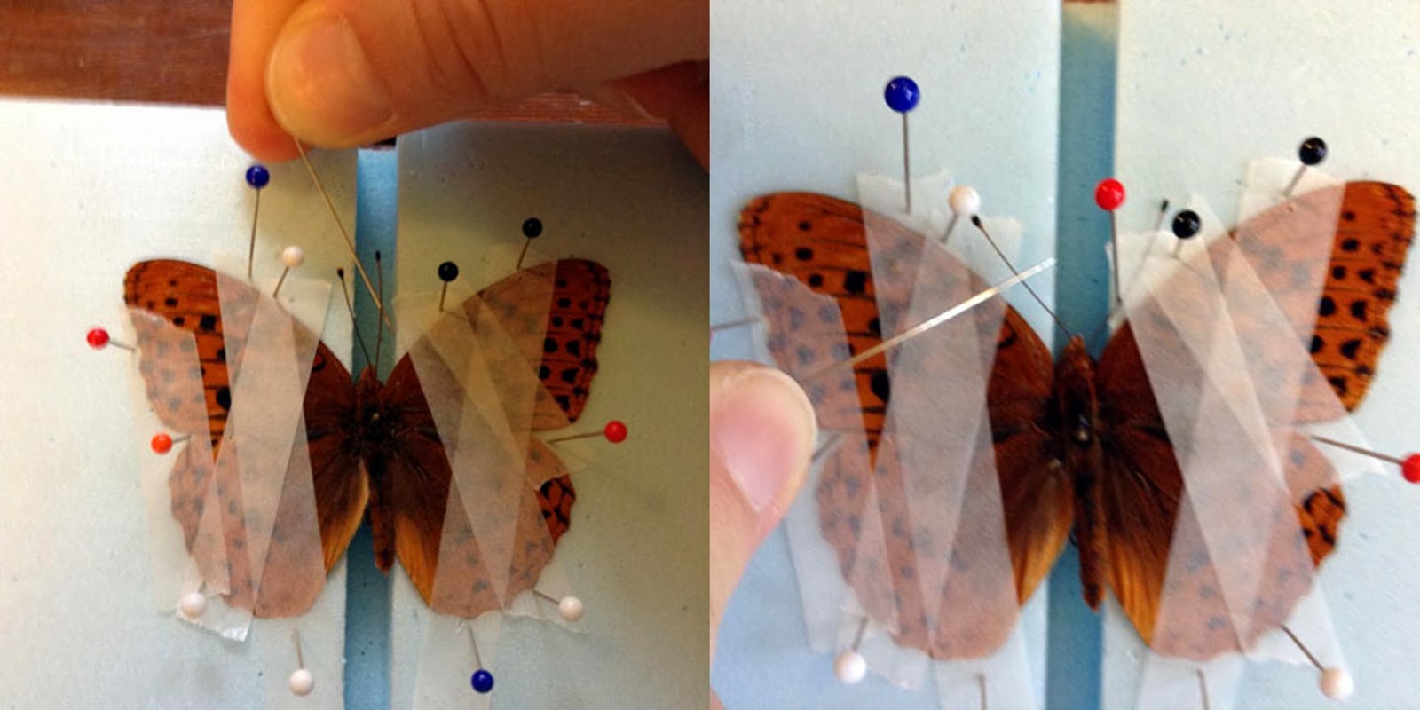 Northwest Butterflies Collecting & Mounting Specimens