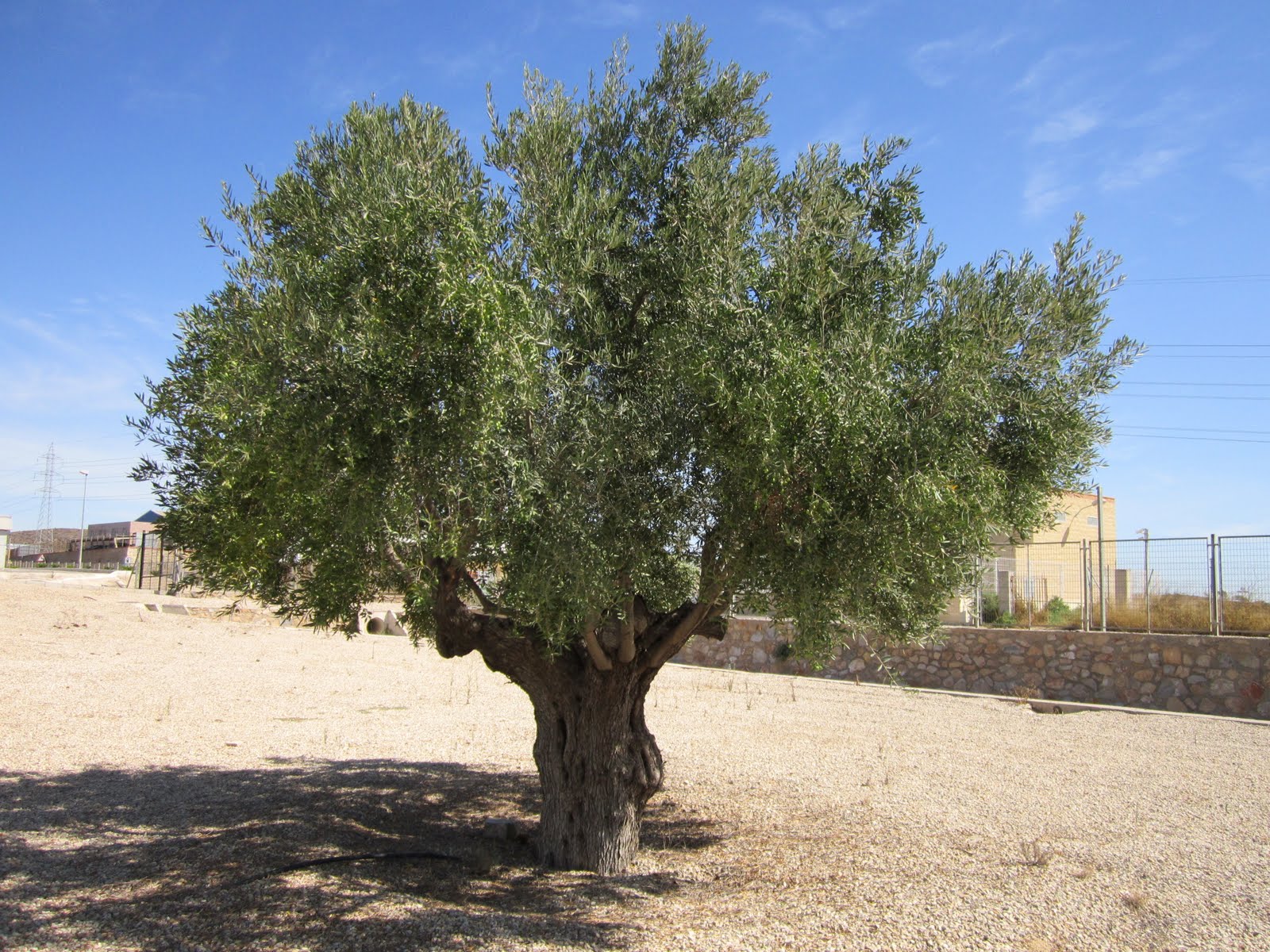 Periplo: 188.- Ejemplar de olivo (Olea europaea) en Molina de Segura