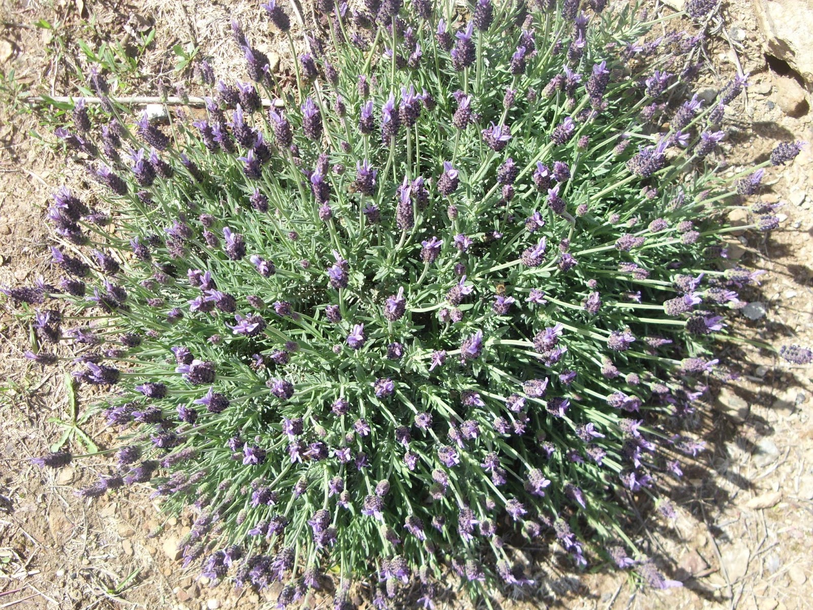 plantas jardim litoral:miúdo, habituei-me à presença do rosmaninho nas areias do litoral plantas jardim litoral:miúdo, habituei-me à presença do rosmaninho nas areias do litoral
