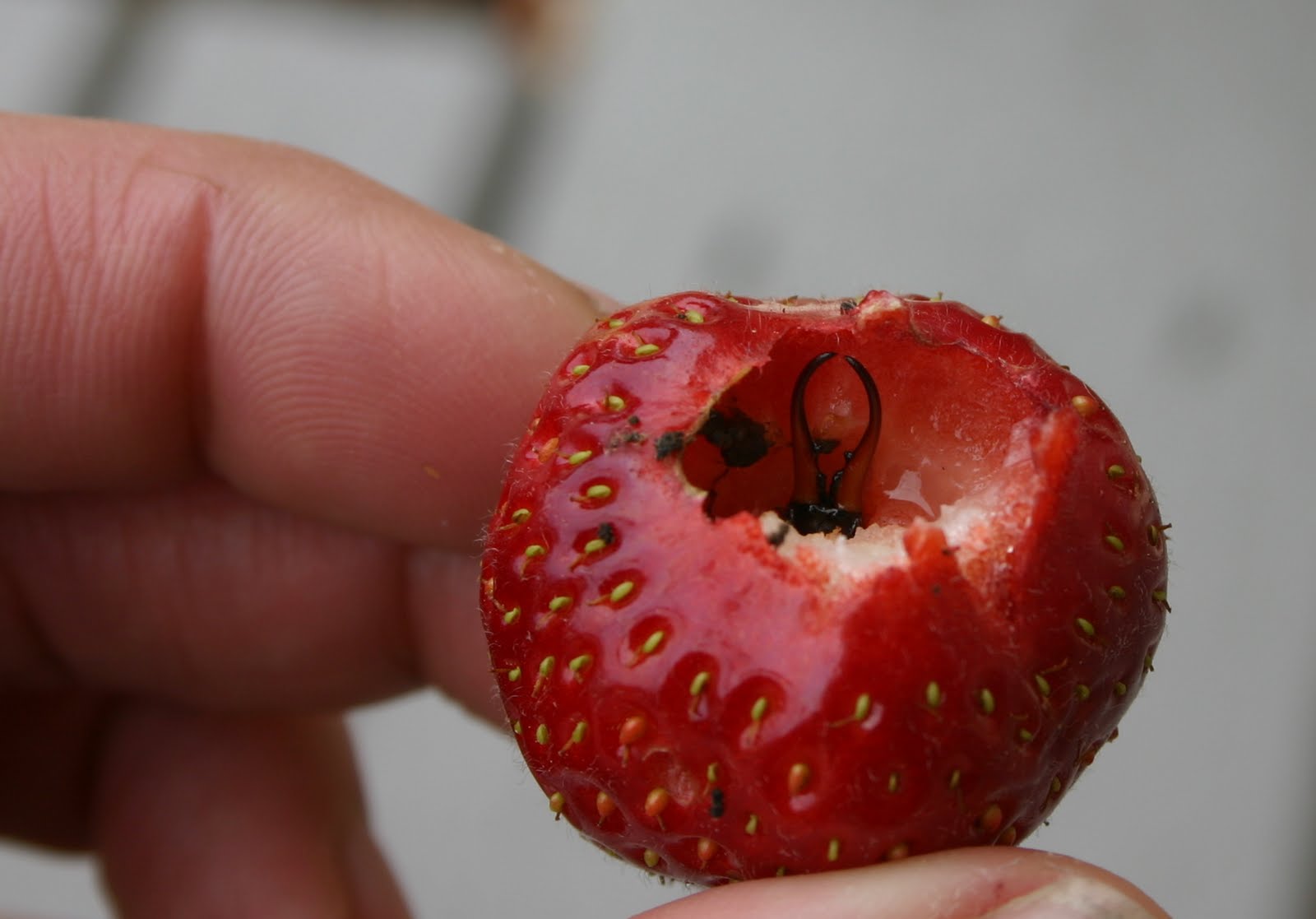 Gidget's Garden Tips for growing strawberries