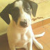 Pingo, adotado na nossa feira:
