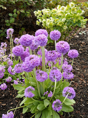 Primula denticulata