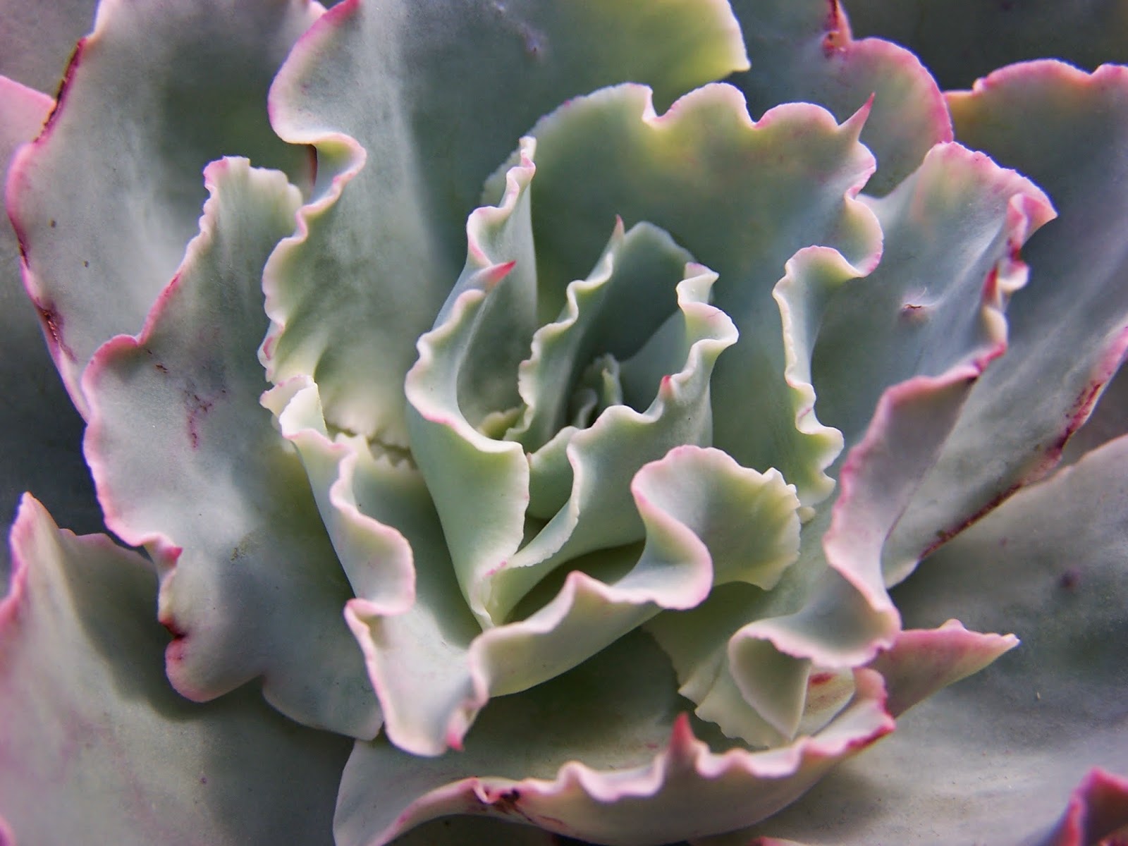 Oregon Cactus Blog Echeveria 'Aquarius'