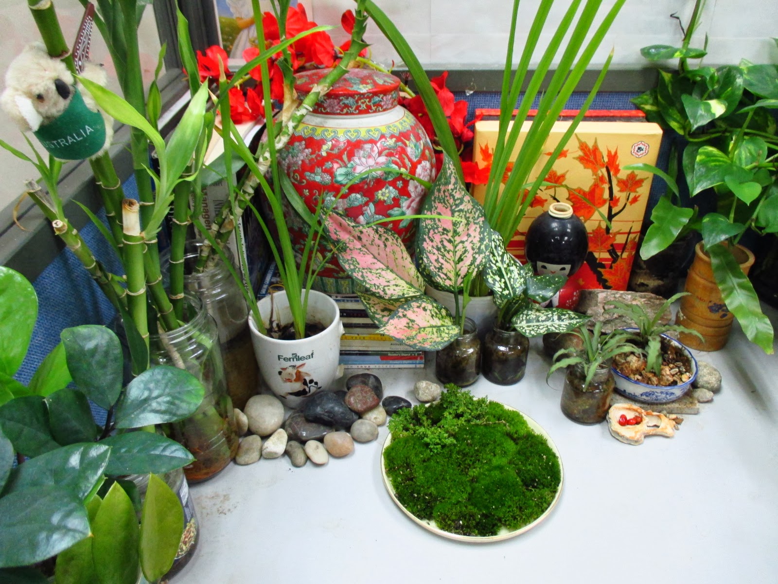 Garden Chronicles Indoor Plants Office Cubicle