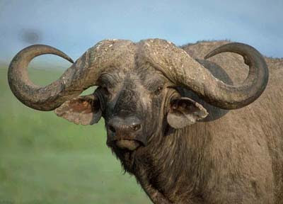 African Buffalo Head