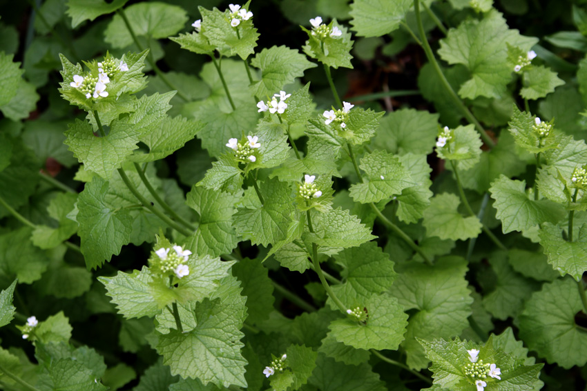 Healing Weeds Garlic Mustard