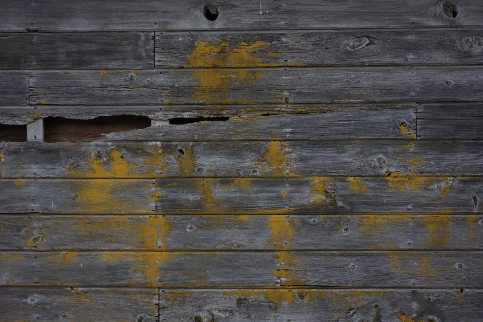 Nature Nut Notes: Old Barn Wood