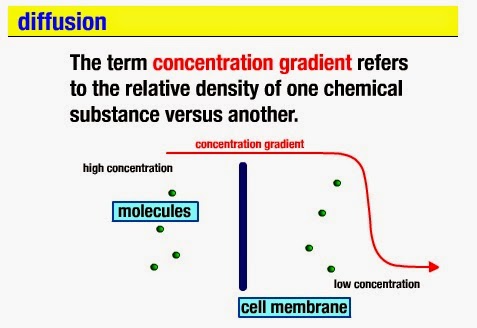 What is a concentration gradient? - Noon Academy