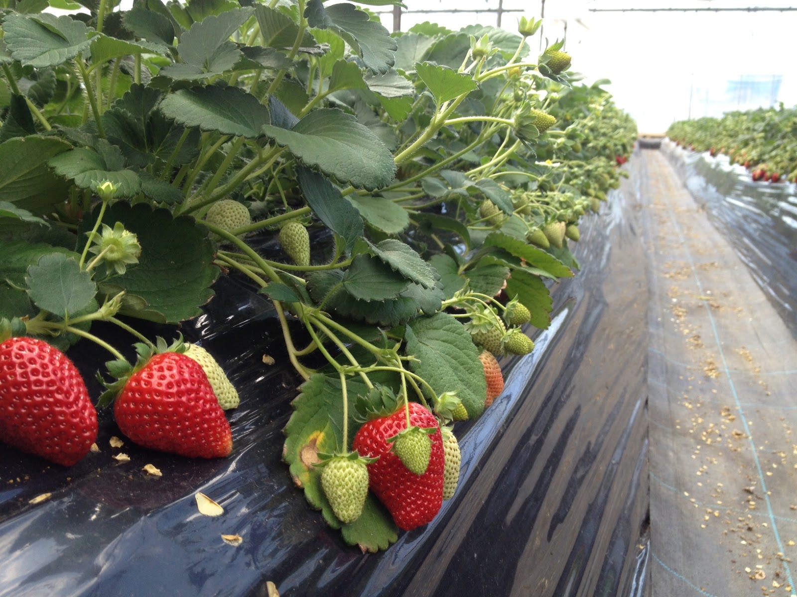 Marketing Japan Strawberry Picking Near Tokyo Take a Pictorial