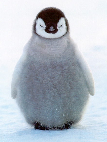 Baby Penguin Pictures