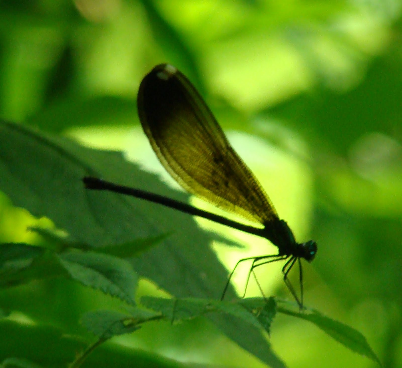 rencontre amoureuse kinshasa rdc