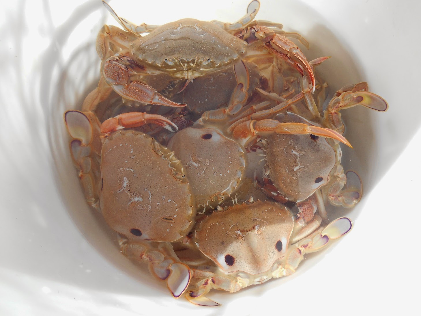 The Hungry (Greedy) Hippo Lakes Entrance Fish, Crabs and Mussels