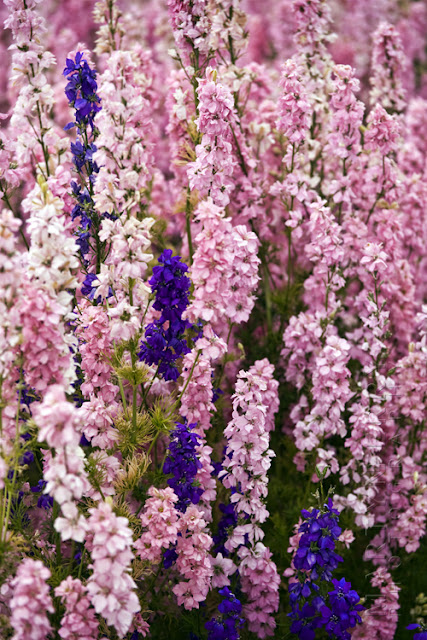 Purple and pink English Delphiniums fill the frame at the confetti fields www.martynferryphotography.com