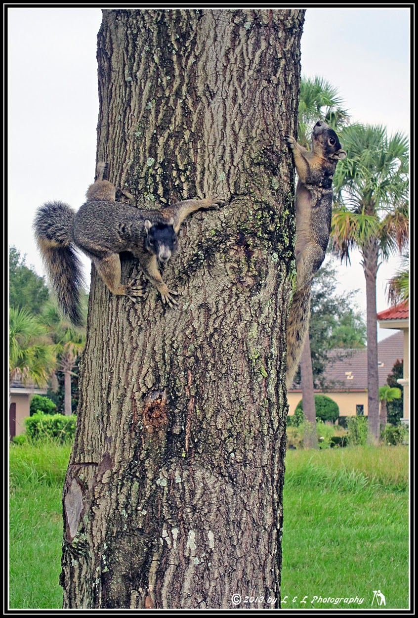 Ocala, Central Florida & Beyond Fox Squirrels acting squirrely