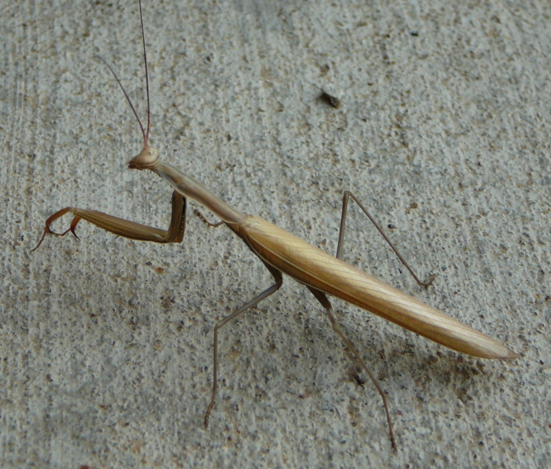 Dummerston Sightings Utah Tiger salamander and Praying mantis
