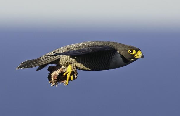 Rapaces del mundo Secuencian el genoma de los halcones peregrino y sacre.