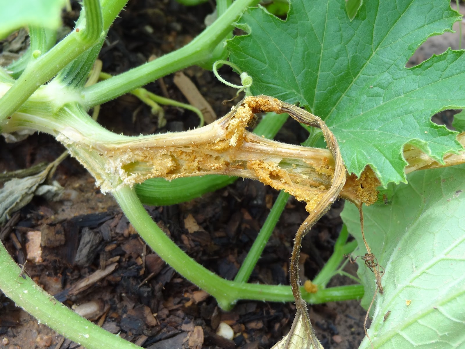 Rebecca�s Texas Garden Squash