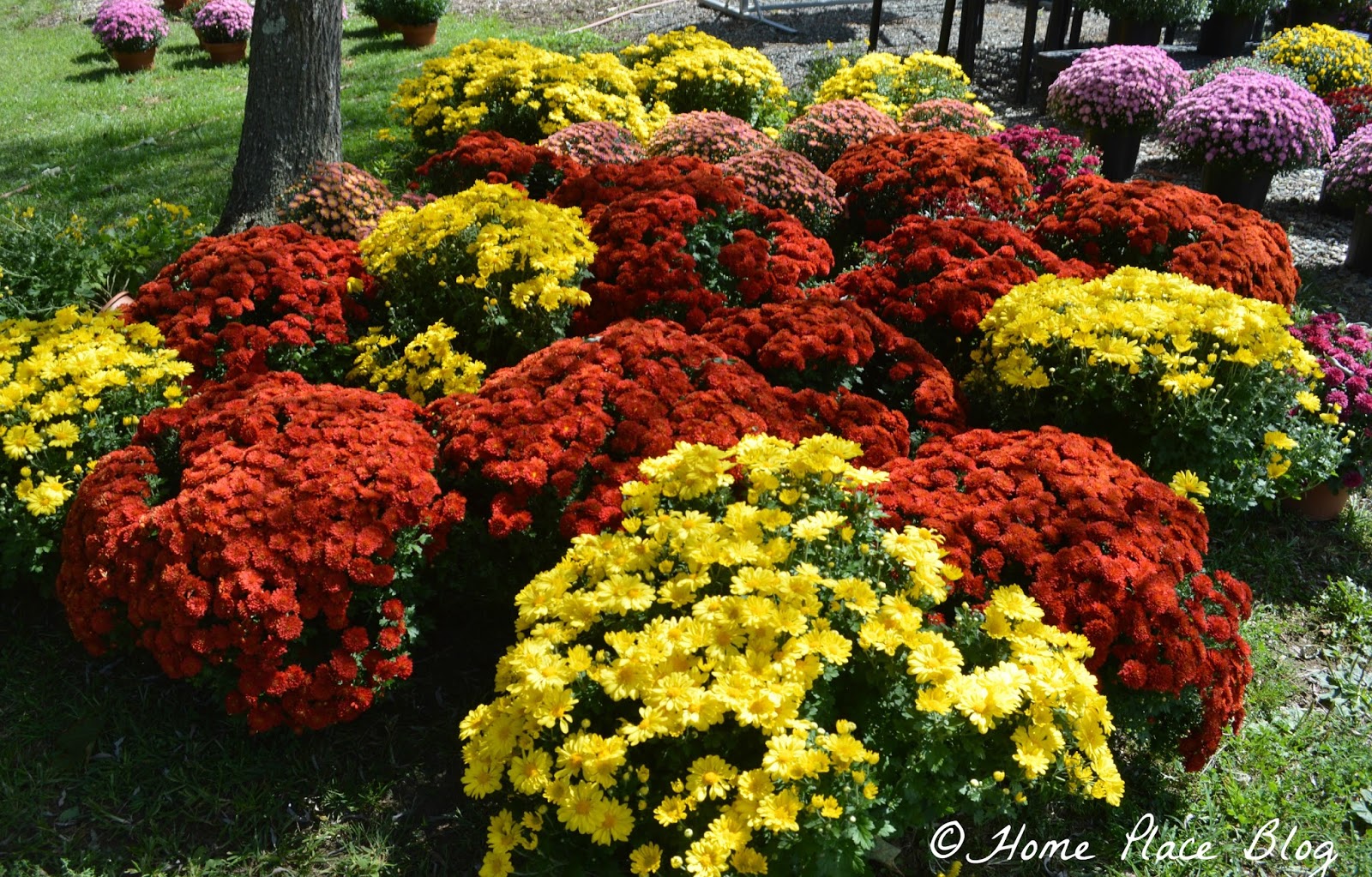 Home Place Cash Mob CT at Sunflower Farm in Orange CT