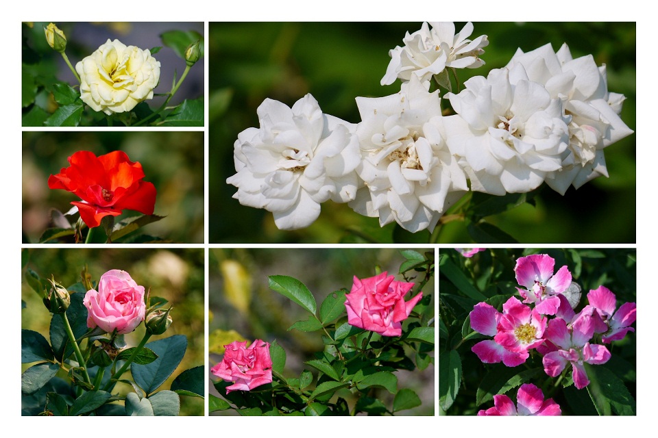 Stardust Talk When do roses bloom?