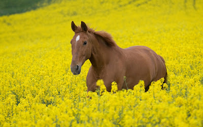 Fotografías de caballos (Equinos de Pura Sangre) - Beautiful Horses