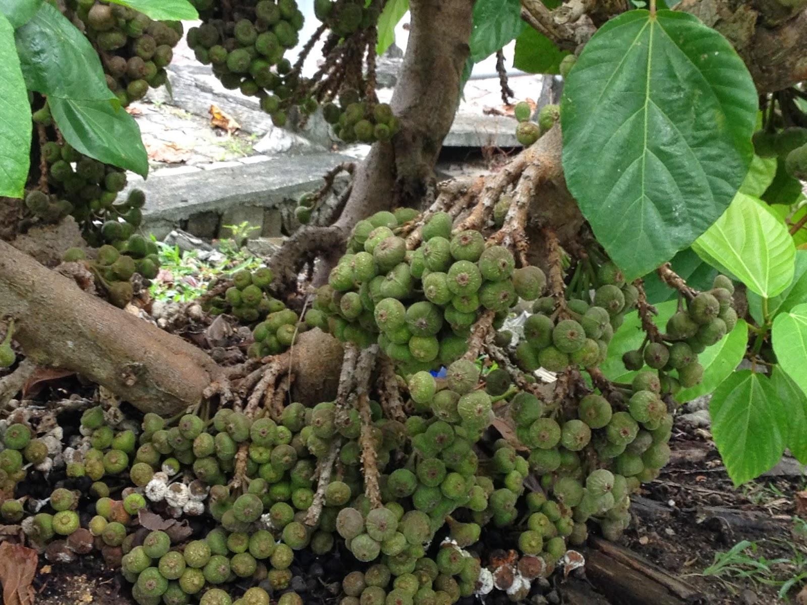 Swiftlet Farming Million Dollars A Year Potential. A Very Large Figs Tree In Sungai