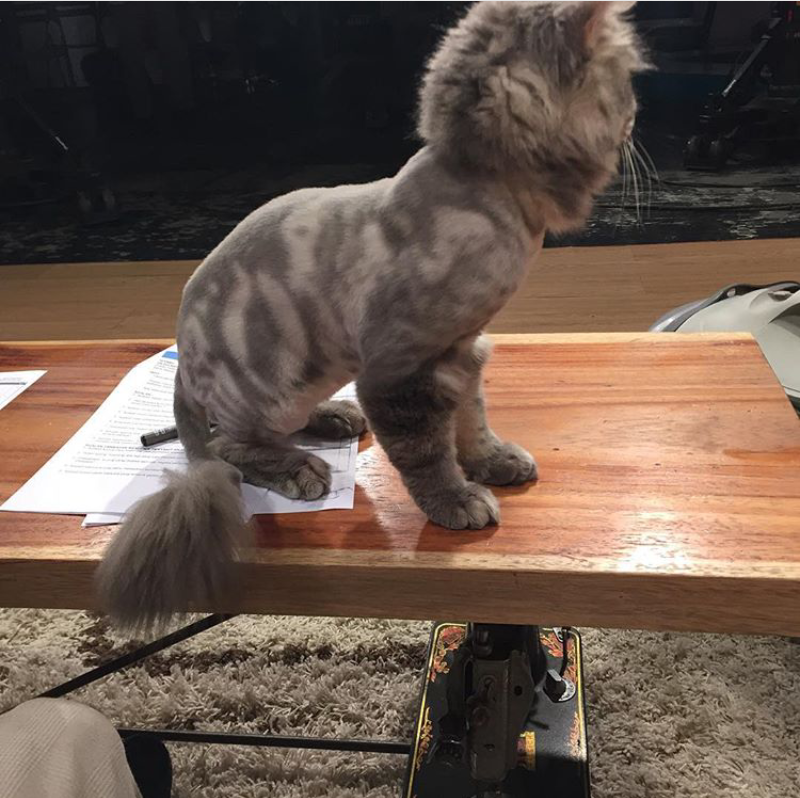 93 Foto Gambar Kucing Hormat Terlihat Keren 93 Foto Gambar Kucing Hormat Terlihat Keren