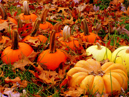 Autumn Pumpkins2
