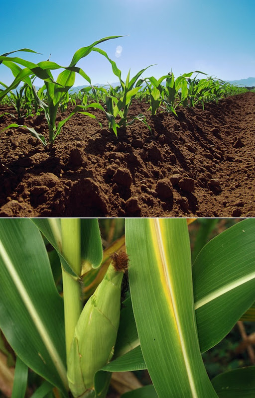 The Best Way To Grow Corn