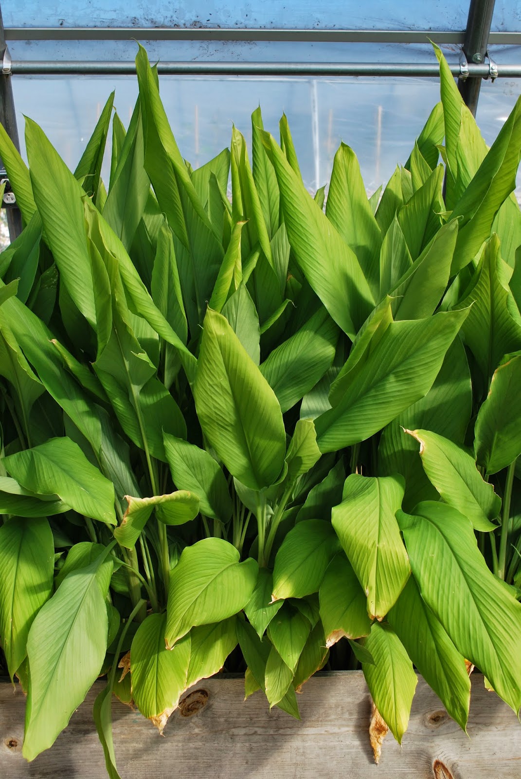 Greenish Thumb How to make turmeric powder