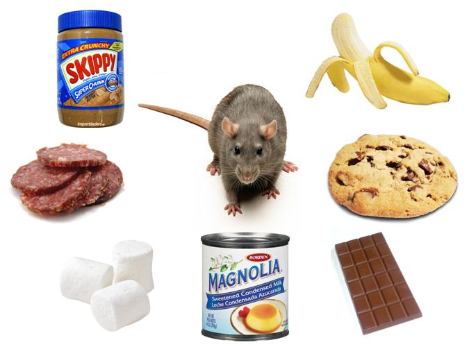 Whole Health Source Humans on a Cafeteria Diet